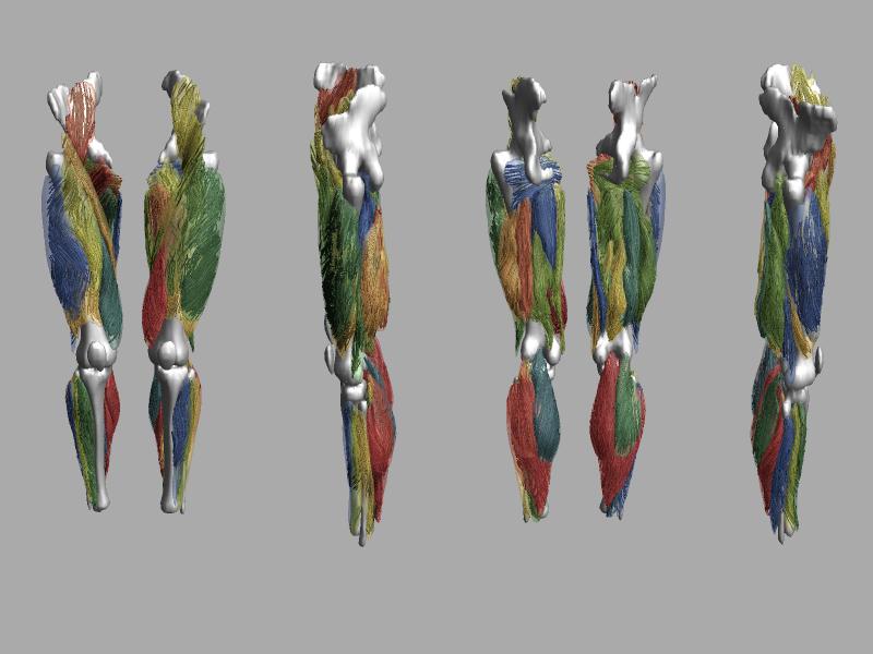 Whole leg 3D fiber tractography of all muscles segmented using a CNN UNET.